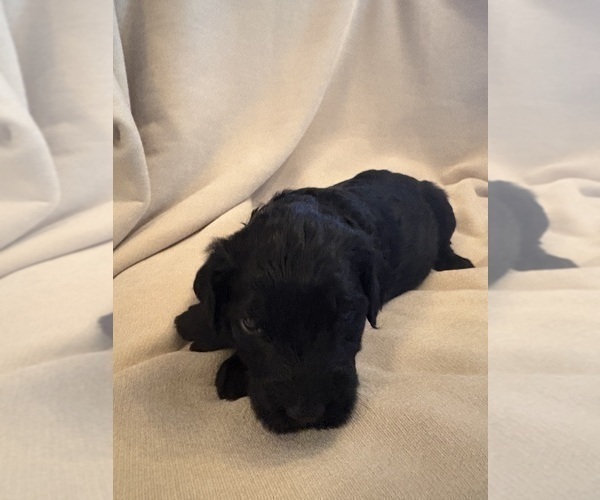 Medium Photo #4 Schnoodle (Giant) Puppy For Sale in MINNEAPOLIS, MN, USA