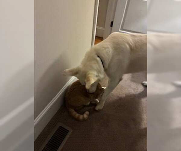 Medium Photo #4 German Shepherd Dog Puppy For Sale in La Grange , NC, USA