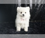 Small #4 Pomeranian