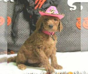 Goldendoodle Puppy for sale in NEW HOLLAND, PA, USA