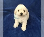 Small Photo #14 Poodle (Toy) Puppy For Sale in SAFFORD, AZ, USA