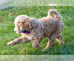 Small #1 Goldendoodle (Miniature)
