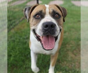 DUKE - Male Mastiff-Unknown Mix Dog for Adoption - Photo #2