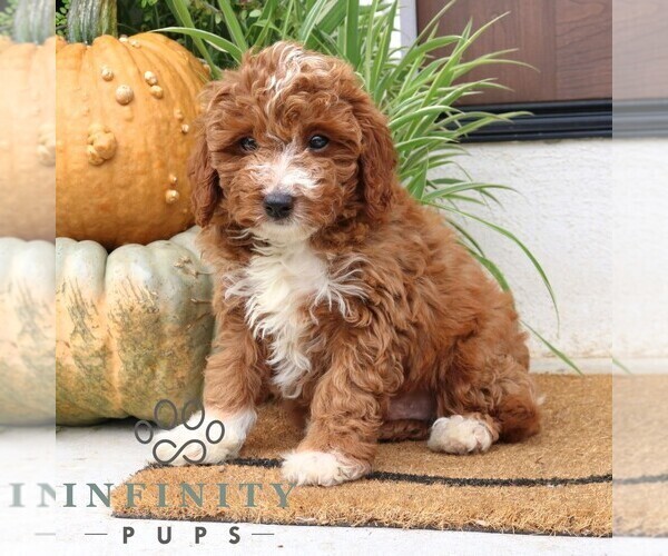 Medium Photo #1 Cavapoo Puppy For Sale in NARVON, PA, USA