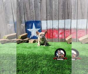 French Bulldog Puppy for sale in HOUSTON, TX, USA
