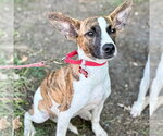 Small Photo #4 Plott Hound-Unknown Mix Puppy For Sale in Canton, CT, USA