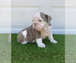 Small Photo #14 Bulldog Puppy For Sale in ATLANTA, GA, USA