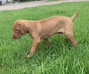 Vizsla Dog for Adoption in HENNING, Minnesota USA