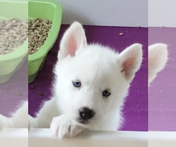 Medium Photo #1 Siberian Husky Puppy For Sale in WESTHAMPTON, MA, USA