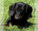 Small #3 Dachshund