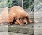 Small #2 Cavalier King Charles Spaniel
