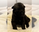 Puppy 4 German Shepherd Dog
