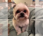 Small #3 Shih Tzu