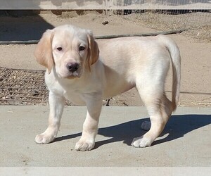Labrador Retriever Puppy for sale in CALIENTE, CA, USA