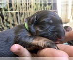 Small Photo #20 German Shepherd Dog Puppy For Sale in PINON HILLS, CA, USA