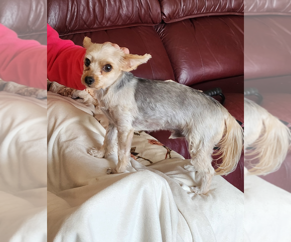 Medium Photo #3 Mutt Puppy For Sale in Sioux Falls, SD, USA