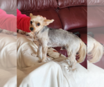 Small #2 Mutt