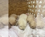 Small #27 Golden Retriever