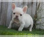 Puppy Puppy 9 French Bulldog