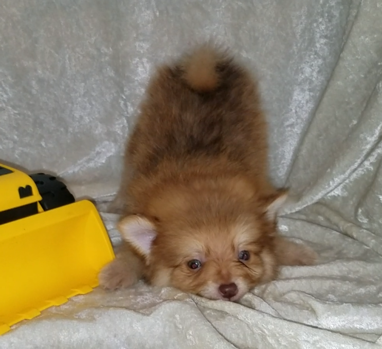Medium Photo #1 Pomeranian Puppy For Sale in BARNETT, MO, USA
