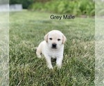 Small Photo #1 Labrador Retriever Puppy For Sale in Tekonsha, MI, USA