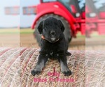 Small #1 Australian Shepherd