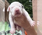 Small #10 Great Dane