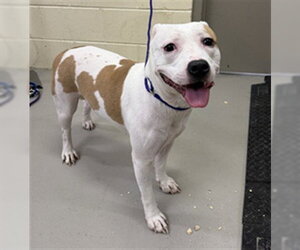 Mutt Dogs for adoption in Sanford, FL, USA