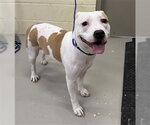 DESTINY - Female Mutt Dog for Adoption - Small photo