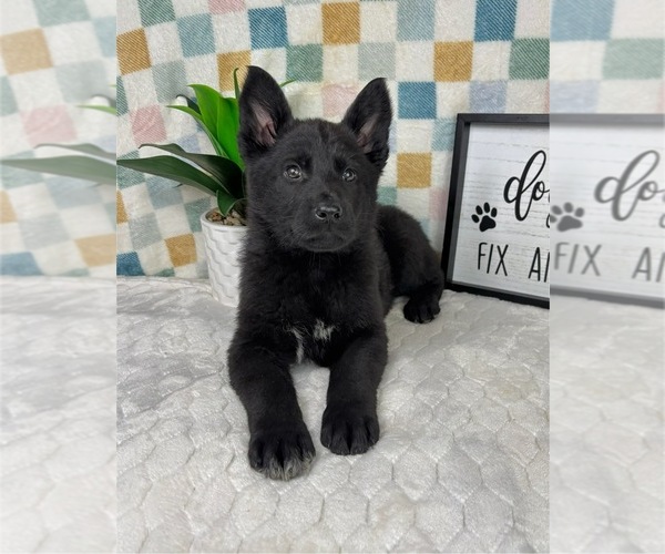 Medium Photo #4 German Shepherd Dog Puppy For Sale in FRANKLIN, IN, USA