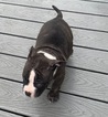 Small Photo #7 American Bully Puppy For Sale in BEAR GAP, PA, USA