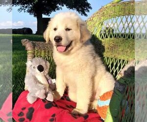 Great Pyrenees Puppy for sale in BRIGHTON, IA, USA