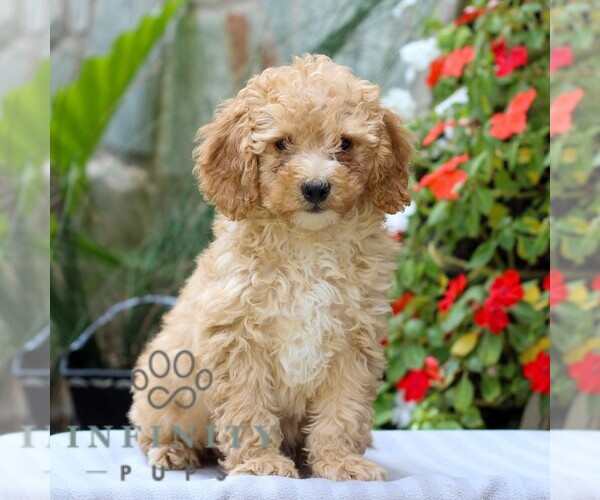 Medium Photo #1 Cavapoo Puppy For Sale in EAST EARL, PA, USA