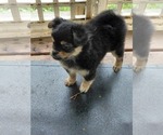 Small Photo #5 Yoranian Puppy For Sale in MORROW, OH, USA