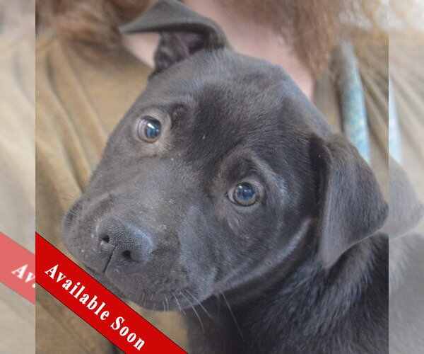 Medium Photo #1 American Staffordshire Terrier-Unknown Mix Puppy For Sale in Huntley, IL, USA