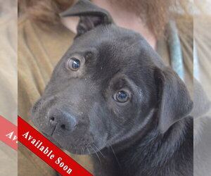 American Staffordshire Terrier-Unknown Mix Dogs for adoption in Huntley, IL, USA