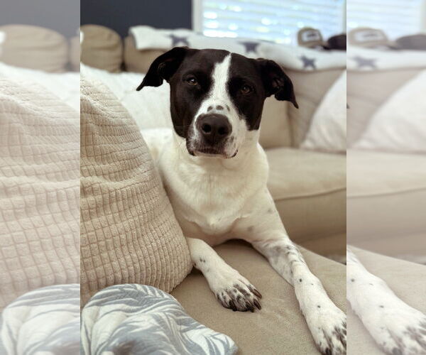 Medium Photo #1 American Staffordshire Terrier-Pointer Mix Puppy For Sale in Arlington, VA, USA