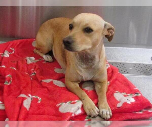 Medium Photo #1 Dachshund-Unknown Mix Puppy For Sale in Orange, CA, USA