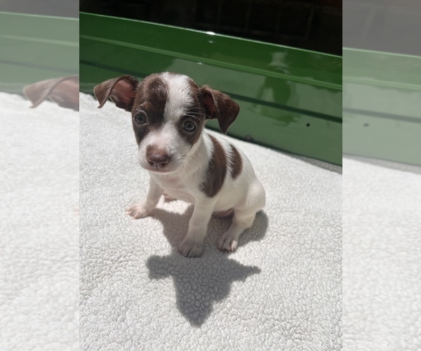 Medium Photo #16 Jack Chi Puppy For Sale in SAINT AUGUSTINE, FL, USA