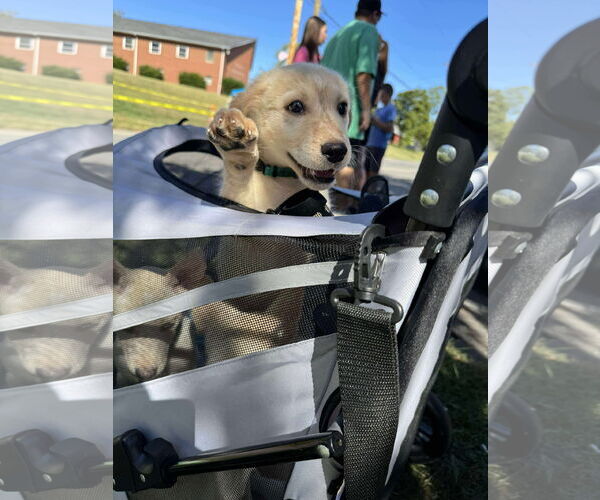 Medium Photo #1 Mutt Puppy For Sale in Germantown, OH, USA
