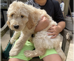 Small Photo #7 Goldendoodle Puppy For Sale in MAGNOLIA, TX, USA