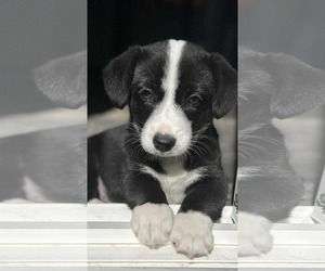 Pembroke Welsh Corgi-Spaniel Mix Dogs for adoption in Anchorage, AK, USA