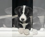 Small Pembroke Welsh Corgi-Spaniel Mix