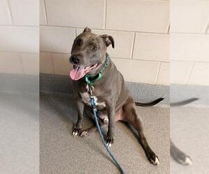 Mutt Dogs for adoption in Waterford, VA, USA