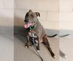 DONNY - Male Mutt Dog for Adoption - Small photo