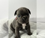 Puppy Jade French Bulldog