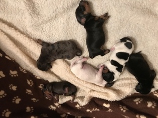 Dachshund Puppy for sale in BALDWINSVILLE, NY, USA