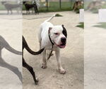 Small #3 American Pit Bull Terrier Mix