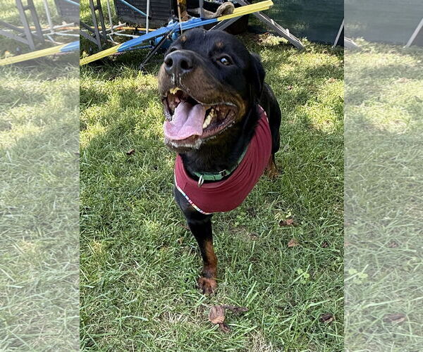 Medium Photo #4 Rottweiler Puppy For Sale in Mooresville, NC, USA