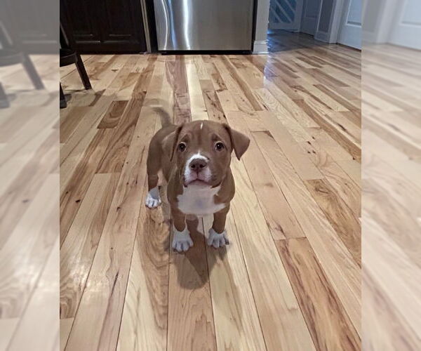 Medium Photo #5 American Staffordshire Terrier-Unknown Mix Puppy For Sale in Holly Springs, NC, USA